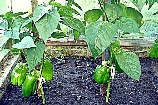 Chanterelle pepper f1: características y descripción de la variedad, foto, rendimiento, cultivo.