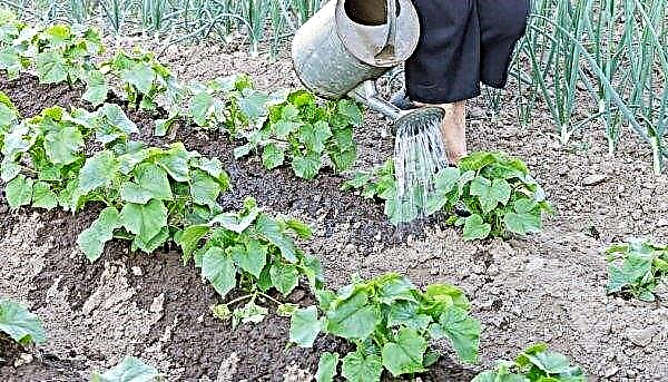 Nourrir les concombres avec de l'urée: à quoi ça sert, une recette pour préparer une solution, comment bien traiter