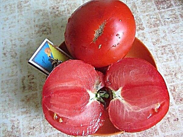 Azúcar de tomate pudovichok: descripción y características, características del cultivo de la variedad, rendimiento, foto