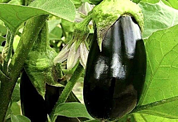 Why do eggplants dry, and what to do with it
