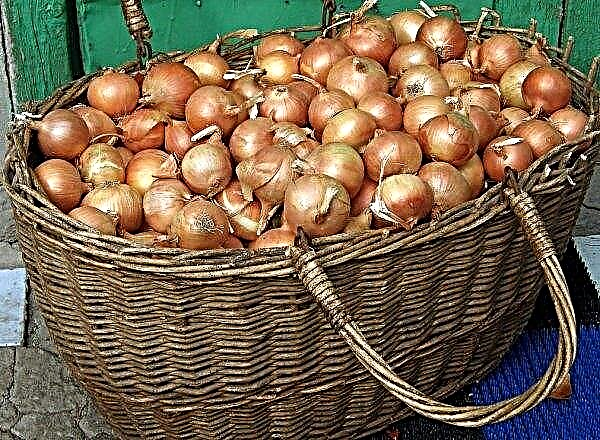 Onion varieties Alpha: characteristics and description, cultivation agricultural technology, care, photo