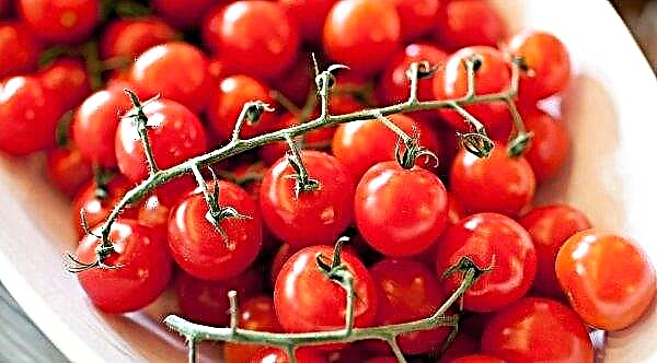 Pomodorini: benefici e dannosi per il corpo, assunzione giornaliera, in particolare
