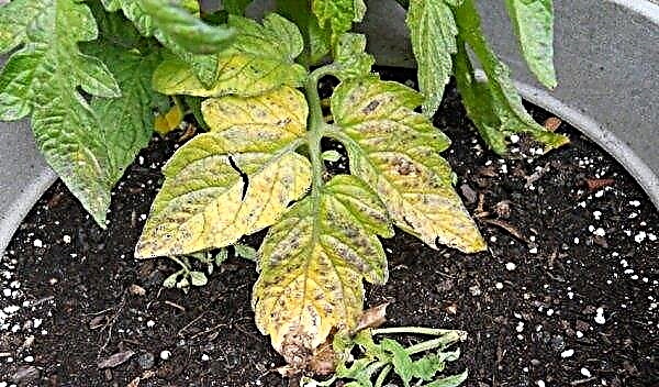 Las hojas de los tomates se vuelven amarillas: qué hacer, métodos de tratamiento, causas de aparición, foto