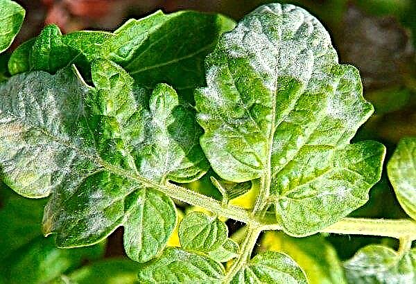 Plagas y enfermedades de los tomates en un invernadero: cómo reconocerlas, métodos de tratamiento y control, fotografía.