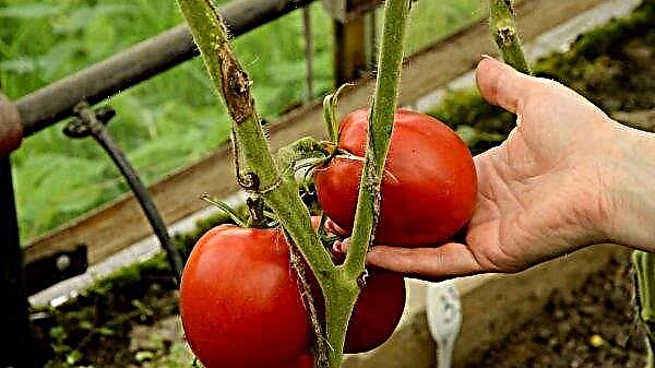 Juodos dėmės ant pomidorų lapų: priežastys, ką daryti ir kaip jų atsikratyti, prevencinės priemonės