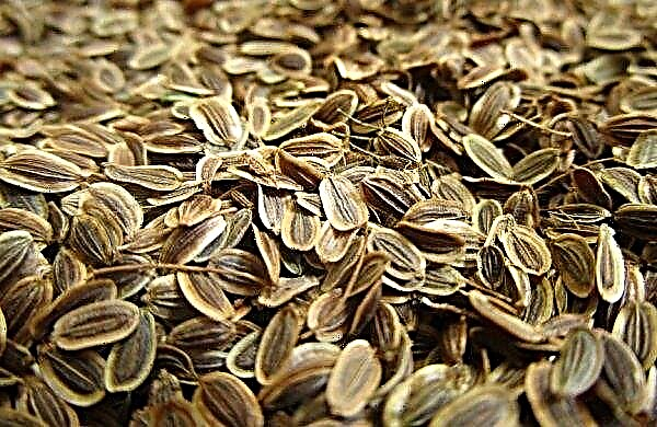 Dill seeds for eyes: medicinal properties, how to make lotions, duration of use