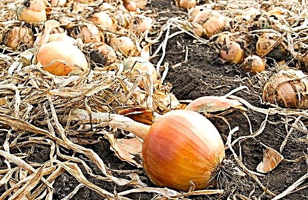 Winter onions: description, varieties, cultivation and care, advantages and disadvantages, planting in the fall, how to plant at home