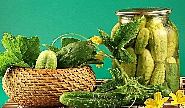 Krokante komkommers in blik: de lekkerste recepten voor de winter (zoet, met tomaten, met mosterd)