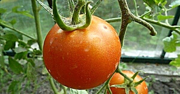 Riddle Tomato: características e descrição, rendimentos das culturas, características da sementeira, cultivo e cuidado, foto