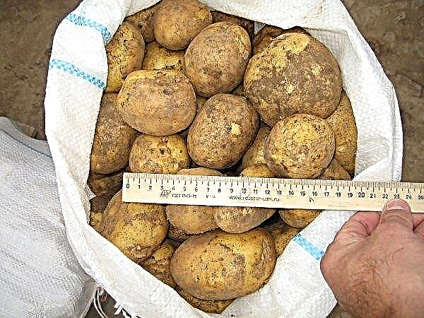 البطاطس فينيتا: وصف وخصائص متنوعة ، طعم ، نضج وميزات تخزين ، صورة