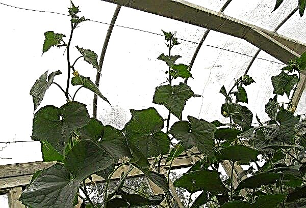 Hogyan tápláljuk az uborkát üvegházban termés közben: a legjobb műtrágyák, népi gyógymódok, videó