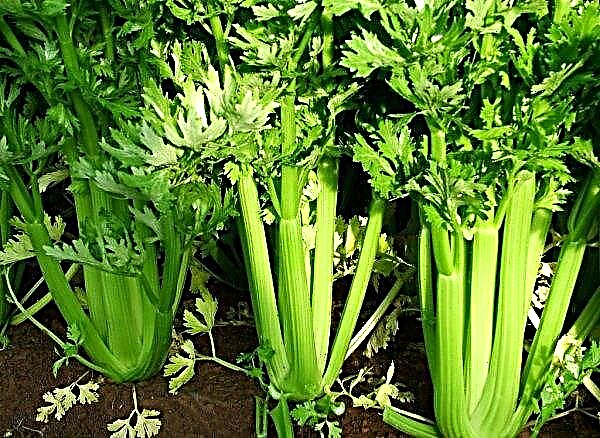 Seed celery: how to plant and grow at home, care features
