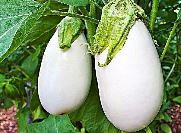 Eggplant diseases and pests in the greenhouse: types and signs, methods of control and prevention, photo