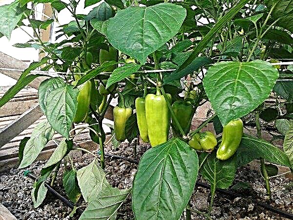Com que frequência e como regar adequadamente a pimenta em uma estufa: após o plantio, durante a floração e a frutificação