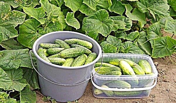 Othello-komkommers: beschrijving en kenmerken van de variëteit, kenmerken van teelt en verzorging, foto