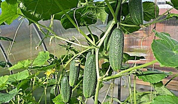 White coating on cucumbers in a greenhouse: causes of disease on plants, methods of treatment and control, disease prevention