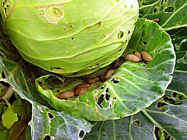 Slugs on the cabbage: signs of appearance, what to do and how to deal with them