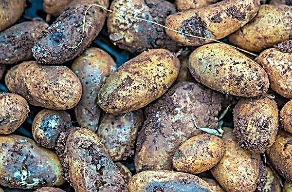 Kartoffel Lyubava: Beschreibung, Eigenschaften der Sorte und ihres Geschmacks, Anbau und Pflege, Foto, Video