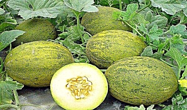Melon formation in the open ground: why and how to do it, basic rules