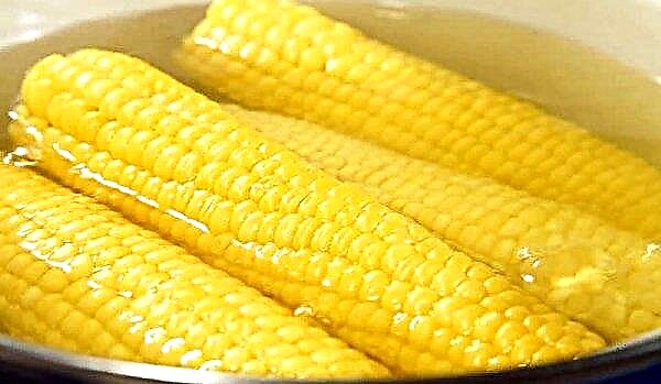 Boiled corn: health benefits and harm, calorie content