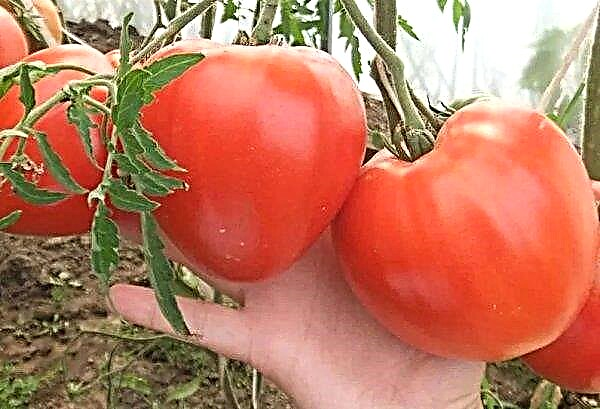 Tomato Fatima: Eigenschaften und Beschreibung der Sorte mit Foto, Pflanzen, Wachsen und Pflege