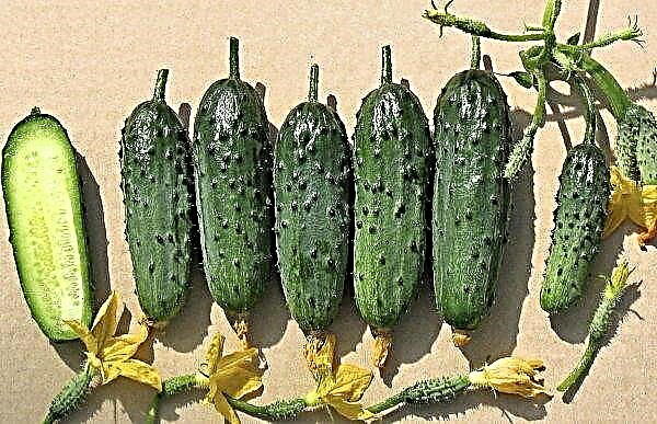 Cucumber Courage - variety description, reviews with photos, cultivation and care