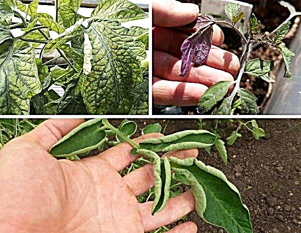 Plantar plántulas de tomate en un invernadero de policarbonato: cómo y cuándo plantar adecuadamente