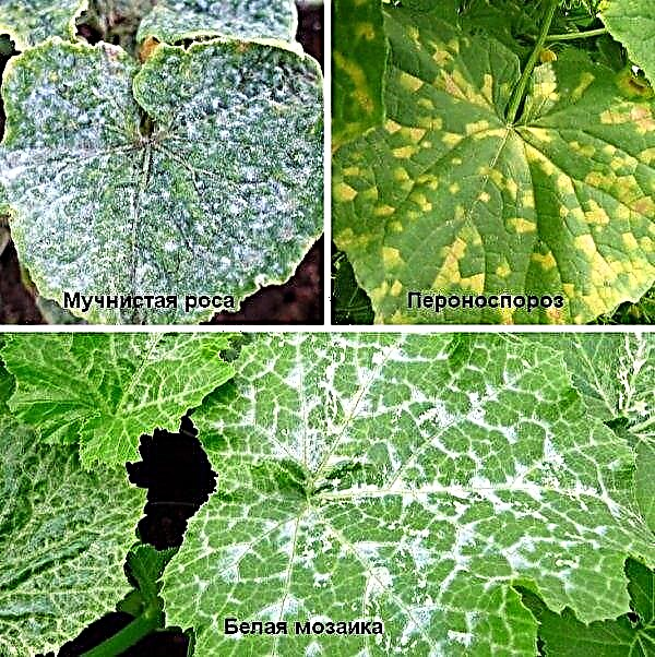 Cucumber F1 perfection itself: a botanical description and characterization of the variety, the main differences from other varieties, cultivation and care, photo