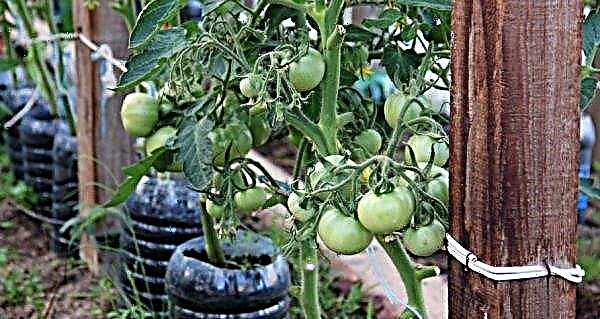 Plantando tomates e cuidando deles em campo aberto