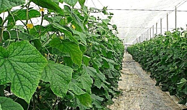 How to form cucumbers (in a greenhouse and in open ground): why do you need to do this, step by step instructions, diagram, photo