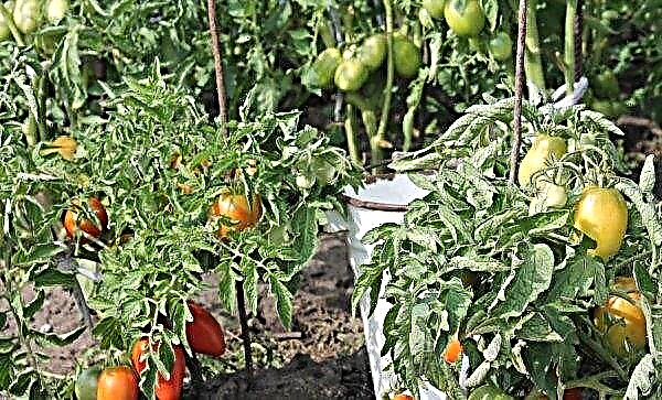 طماطم "بويان" (مقاتلة): خصائص ووصف التنوع والمحصول والزراعة والرعاية ، والصور والفيديو