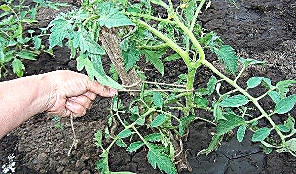 Tomate "Dubrava": caractéristiques et description de la variété, photo, rendement, plantation et soins