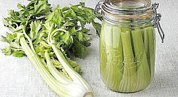 Celery for the winter: how to harvest at home, is it possible to freeze how much is stored