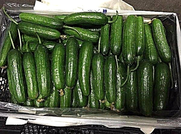 Stella cucumbers: botanical description and characteristics, advantages and disadvantages, cultivation and care, photo