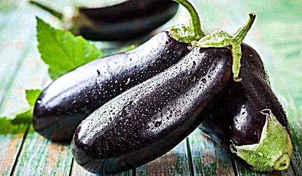 Plante aubergine: hvornår man skal plante i åben jord og et drivhus, vælg de bedste sorter, pleje, foto