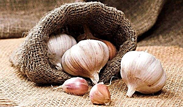 Storage of garlic in the winter at home: the main methods, optimal conditions and terms