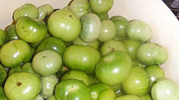 Green tomatoes: benefits and harms to the body, chemical composition and calorie content, photo
