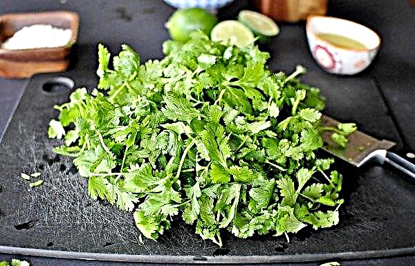 Nutrition value of cilantro: chemical composition and calorie content, vitamins and minerals, BZHU
