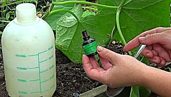 Как правилно да поливате краставици с суроватка: колко пъти и колко често трябва да оплождате, особено