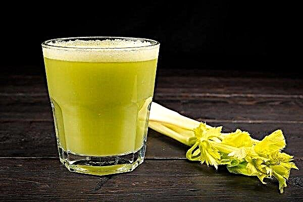 Celery juice - properties, benefits and harms, contraindications, reviews