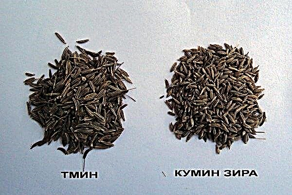 Quelle est la différence entre le zira et les graines de carvi - la différence, les principales différences entre les épices