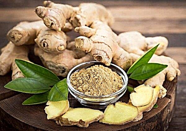 Ginger as a cure for dry and wet cough: recipes of traditional medicine
