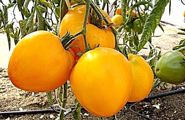Tomate "King of Siberia": caractéristiques et description de la variété, photo, rendement, plantation et soins