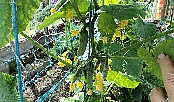 How to tie up cucumbers in a greenhouse: pros and cons, garter methods, photos