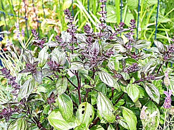 We choose varieties of basil: with the scent of lemon, caramel and others