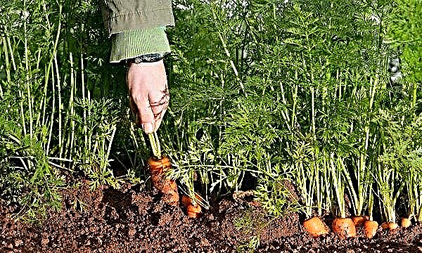 What to add to the soil when planting carrots: soil fertilizers, top dressing, how much and how to apply