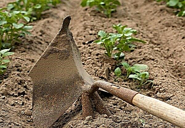 Cultivo de terra para batatas: outono e primavera, arando e fertilizando o solo