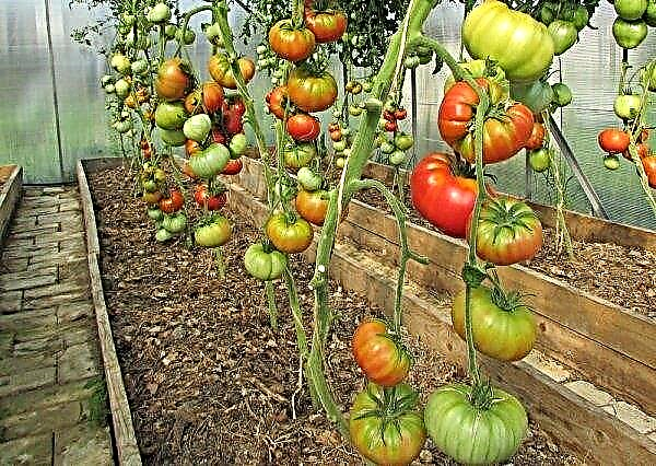 Variedade de tomate Rosa selvagem: características e descrição, produtividade, características da semeadura, cultivo e cuidado, foto, vídeo