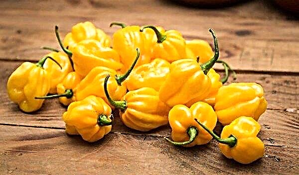 Habanero pepper - growing a house, taste and pungency, reviews with photos