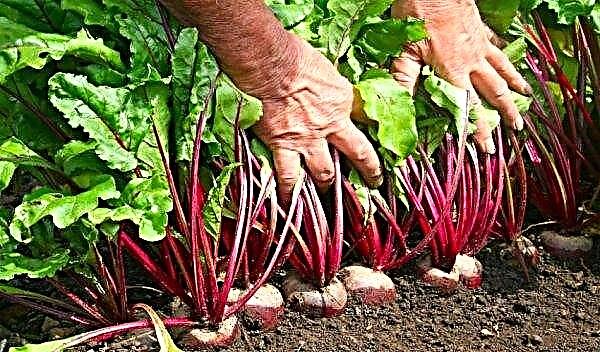 Watering beets with salt: why is it necessary, how much salt is needed, proportions, how to properly water